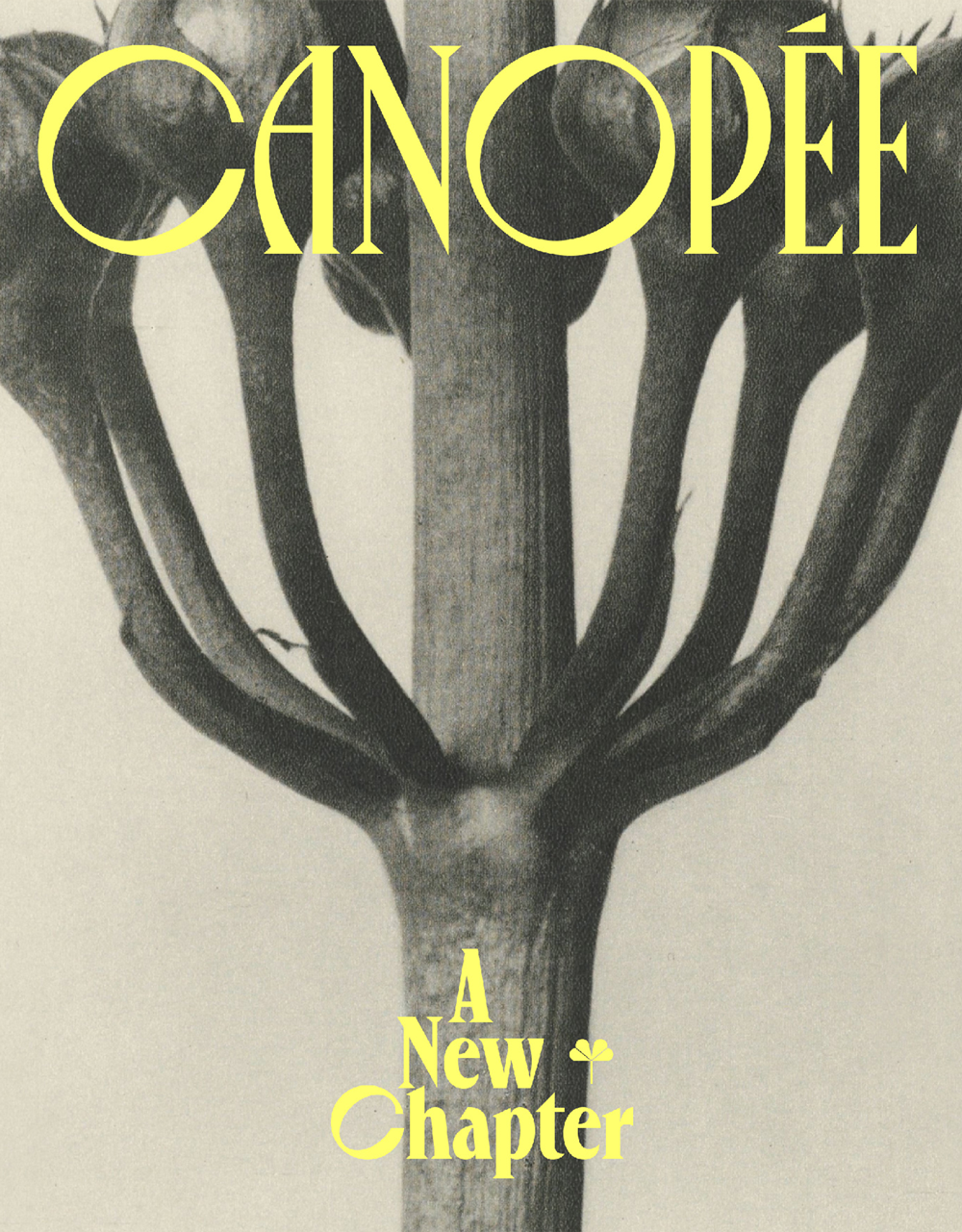 Canopée